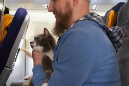 Tanto gatos como perros pueden viajar junto a sus dueños (Foto Pexels)