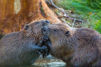Tanto los animales como los humanos hacen amigos porque son esenciales para la supervivencia