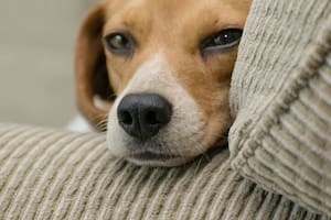 Tanto perros como gatos pueden tener emociones negativas si se los deja solos más de lo que es debido