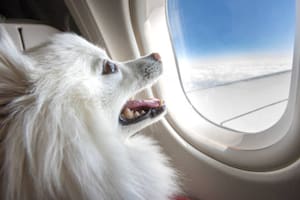 Las aerolíneas más pet friendly del mundo: cuál es el menú, cuánto vale el pasaje y qué animales pueden viajar