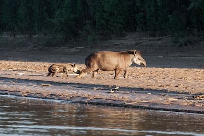 Tapir y su cría, después de un baño en el río.