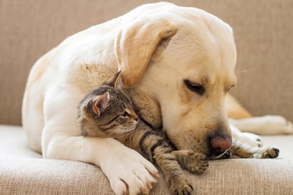 No hay ninguna evidencia de que las mascotas puedan ser transmisoras del Covid-19