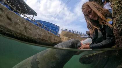 Tasajerito, con cuatro días de nacido, fue rescatado el pasado 1 de septiembre por pescadores de Tasajera, Magdalena y entregado a la Corporación Autónoma Regional del Magdalena (Corpamag)