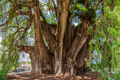 Taxodium mucronatum con más de 42 metros de circunferencia