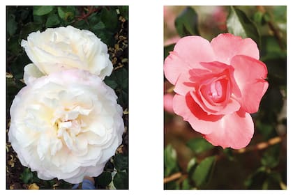 'Tchaikovsky' y 'Jardins de France' son variedades de rosas muy vistosas que se adaptan al cultivo en macetas