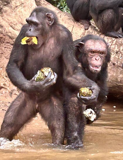 Tchimpounga, el santuario en África