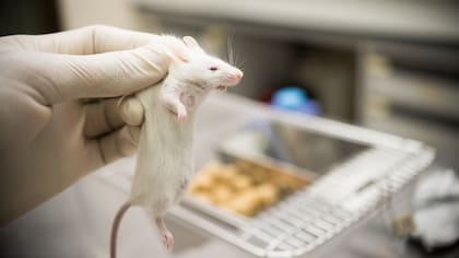 Técnico en bioterio, de qué trabaja y dónde se estudia