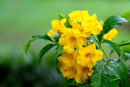 Tecoma Stans es muy versátil y puede prosperar en macetas en terrazas, balcones o incluso interiores luminosos