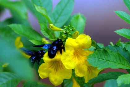 Tecoma stans es una nativa muy atractiva para los polinizadores