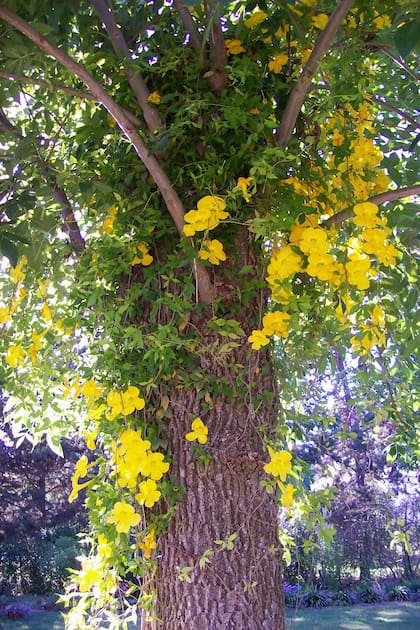 Tecoma stans naturalmente crece como un arbusto o un árbol pequeño, pero también se adapta al cultivo en macetas
