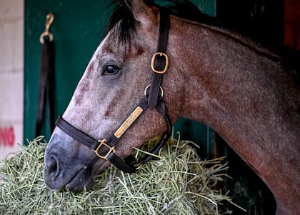 Ted Noffey, a la hora de la comida, en el box que ocupó en Del Mar, donde ganó su tercer gran premio seguido a fines de octubre pasado, en la Breeders' Cup