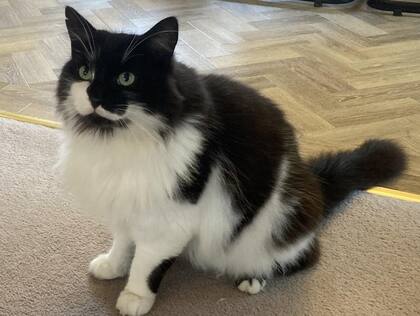 Ted, ya en su hogar, ajeno al revuelo causado por su "resurrección"