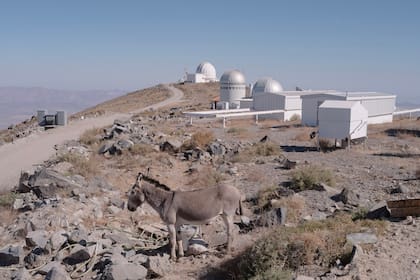 Un burro, parte de la fauna que puede encontrarse en al zona del Observatorio Las Campanas