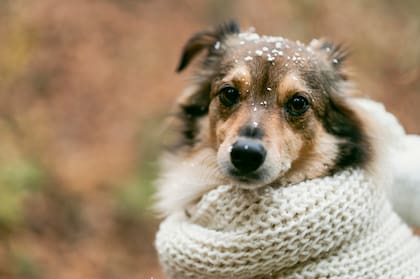 Temblores, movimientos lentos y piel seca pueden ser señales de que el perro está pasando frío