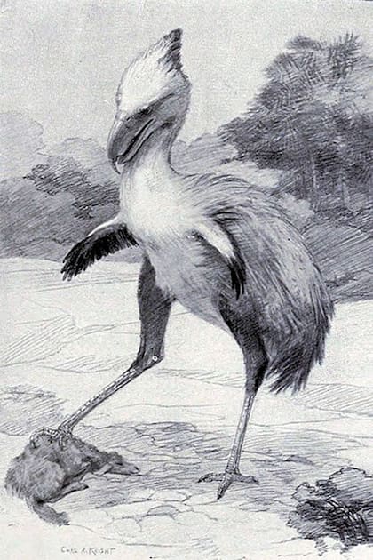 Temible Phorusrhacos longissimus (1887), depredador patagónico "terrorista" prehistórico descripto por Ameghino 