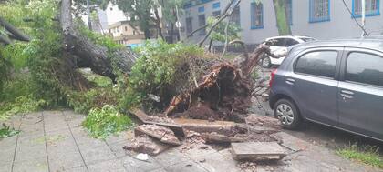 De raíz, el árbol derrumbado sobre Quesada y Capdevilla.