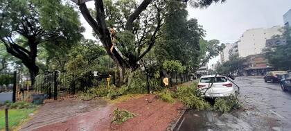 Más árboles afectados en Plaza Echeverría, en Villa Urquiza.