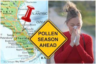 Alerta roja en Florida por niveles de polen: las ciudades con el rango máximo esta semana