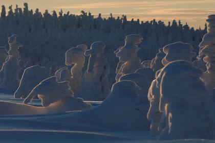 Extrañas figuras fomadas por los árboles cubiertos de nieve en Szczyrk, Polonia