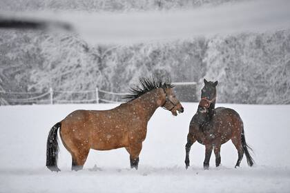 Dos caballos resisten el frío mientras corren y juegan en medio de una densa capa de nieve en Hohenleiten, Alemania