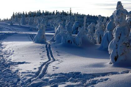 El invierno en el hemisferio norte se siente con fuerza, árboles cubiertos de nieve se ven en la estación de montaña de Szczyrk, Polonia