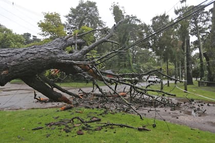 Por los fuertes vientos hubo varios árboles caídos