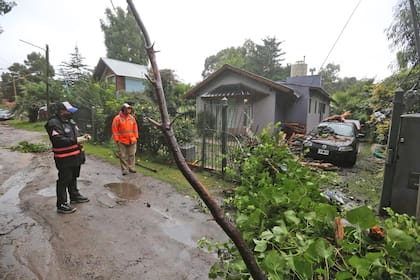 En varios barrios de Mar del Plata los fuertes vientos derribaron árboles y cortaron cables de suministro de energía eléctrica