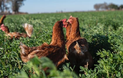 “Tenemos cinco hectáreas sembradas con alfalfa, que forma parte de su dieta. Buscamos una alimentación equilibrada y natural”, detalla