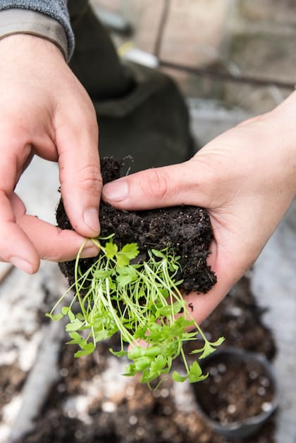 Tener en cuenta las fases de la luna para las tareas del jardín ayuda a lograr mejores resultados