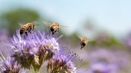 Tener muchas flores y zonas de suelo desnudo, ayuda a aumentar el número de abejas y otros insectos