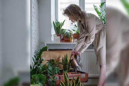 Tener plantas ayuda a combatir los síntomas de la menopausia (Foto Pexels)