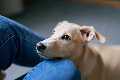 Tener un perro se ha asociado con un 24% menos de riesgo de muerte a largo plazo, en comparación con los no propietarios