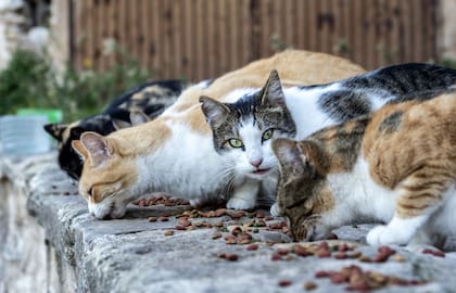 Tener varios gatos obliga a sus dueños a mantener una rigurosa limpieza para alejar malos oleros y enfermedades