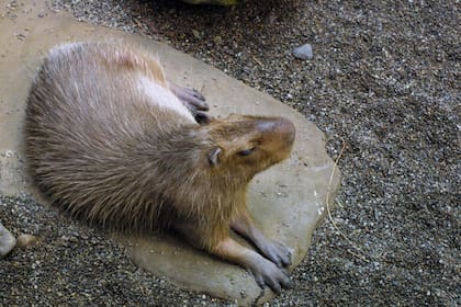 Tenerlo puede costar hasta US$10.000