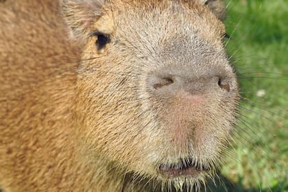 Tenerlo puede costar hasta US$10.000