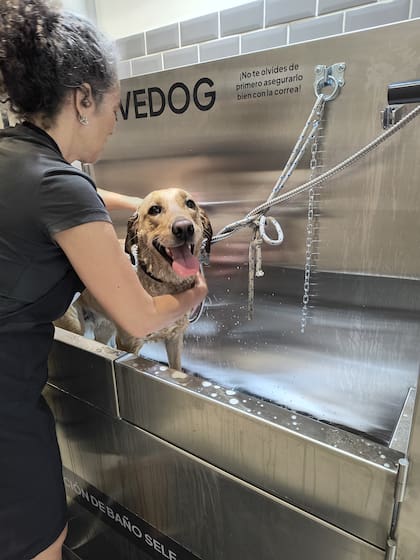 ¿Tenés que bañar a tu perro y no querés enchastrar tu casa? Lavedog trae la solución.