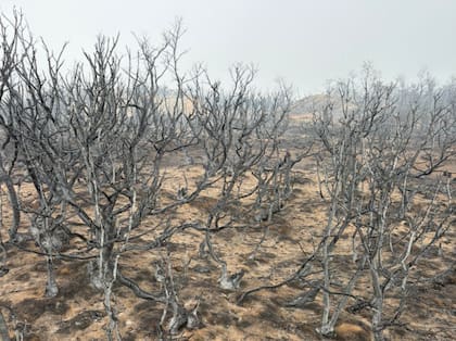 “Tengo 67 años y no recuerdo un incendio de esta magnitud”, relató Juan Goya