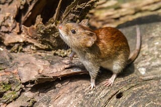 Hantavirus: confirman el primer caso en Santa Fe, pero con evolución favorable