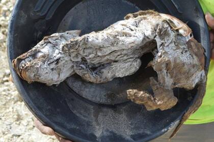 Tenía alrededor de 7 semanas cuando murió. Crédito: Gobierno de Yukón.