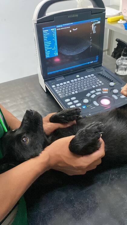 Tenía menos de un año cuando la encontraron y pesaba 4 kilos.