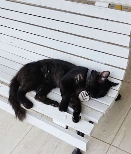 Tenía un collar con una chapa pesada y un número de teléfono, pero nadie respondía las llamadas