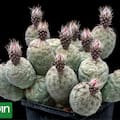 El cactus argentino que arrasa entre los coleccionistas del mundo