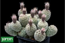 El cactus argentino que arrasa entre los coleccionistas del mundo