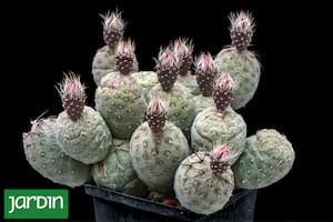 El cactus argentino que arrasa entre los coleccionistas del mundo