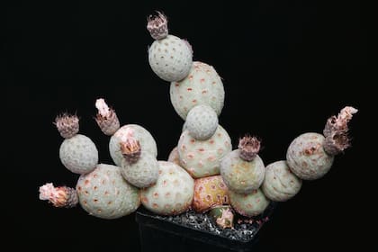 Tephrocactus: un cactus argentino, endémico, extraño
