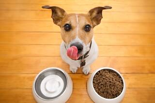 Terapias alternativas para mascotas: psicología, reiki, acupuntura y homeopatía