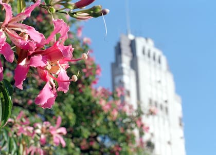 Termina el verano y llega el turno de la floración de los palos borrachos, uno de los árboles más vistosos de la Ciudad de Buenos Aires.