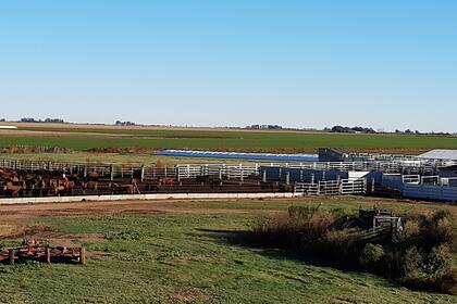 De Ocampo alimenta a la recría a corral, con una ración compuesta por megafardos y silaje de alfalfa, y núcleo vitamínico-mineral.