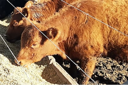 Ternera alimentándose