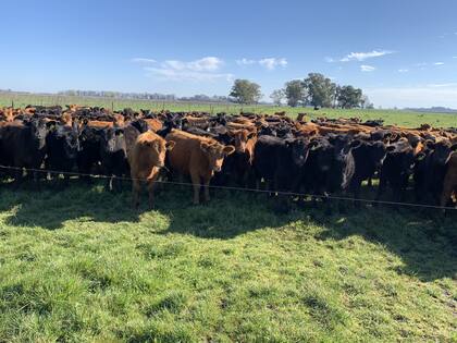 Terneras comiendo verdeo